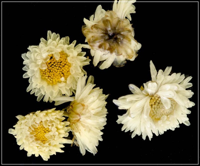 Another detailed picture of the brewed flowers